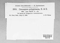 Cercospora polygonacea image